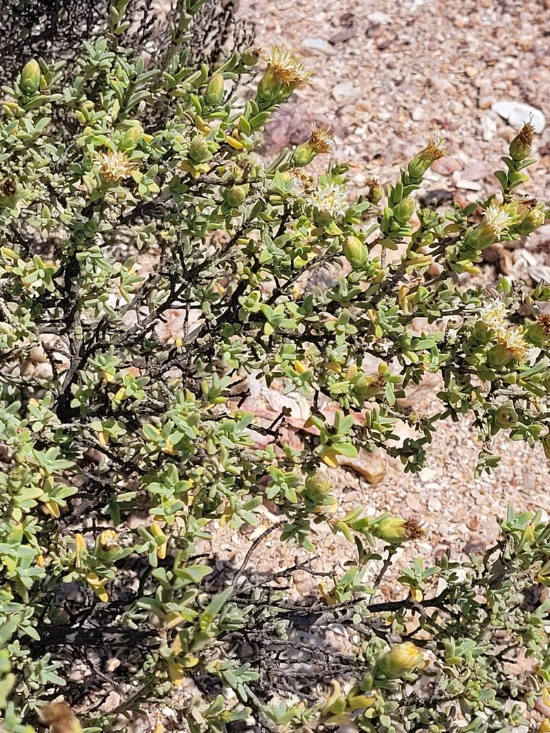 Pteronia succulenta photo 7
