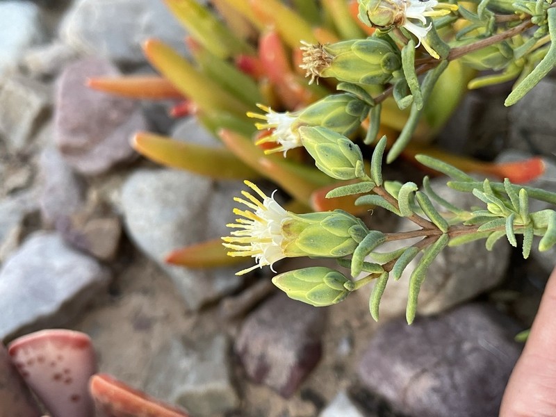 Pteronia succulenta photo 8