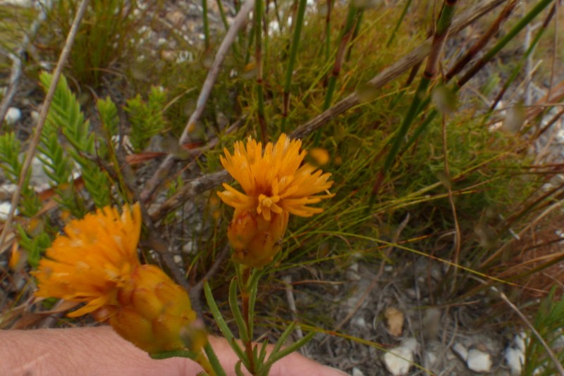 Pteronia tenuifolia