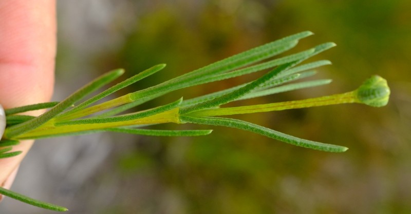 Pteronia tenuifolia photo 2
