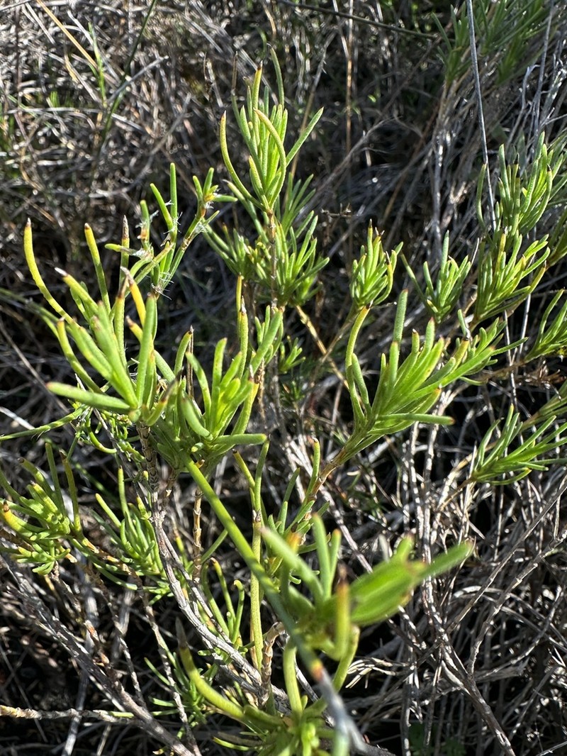 Pteronia tenuifolia photo 3
