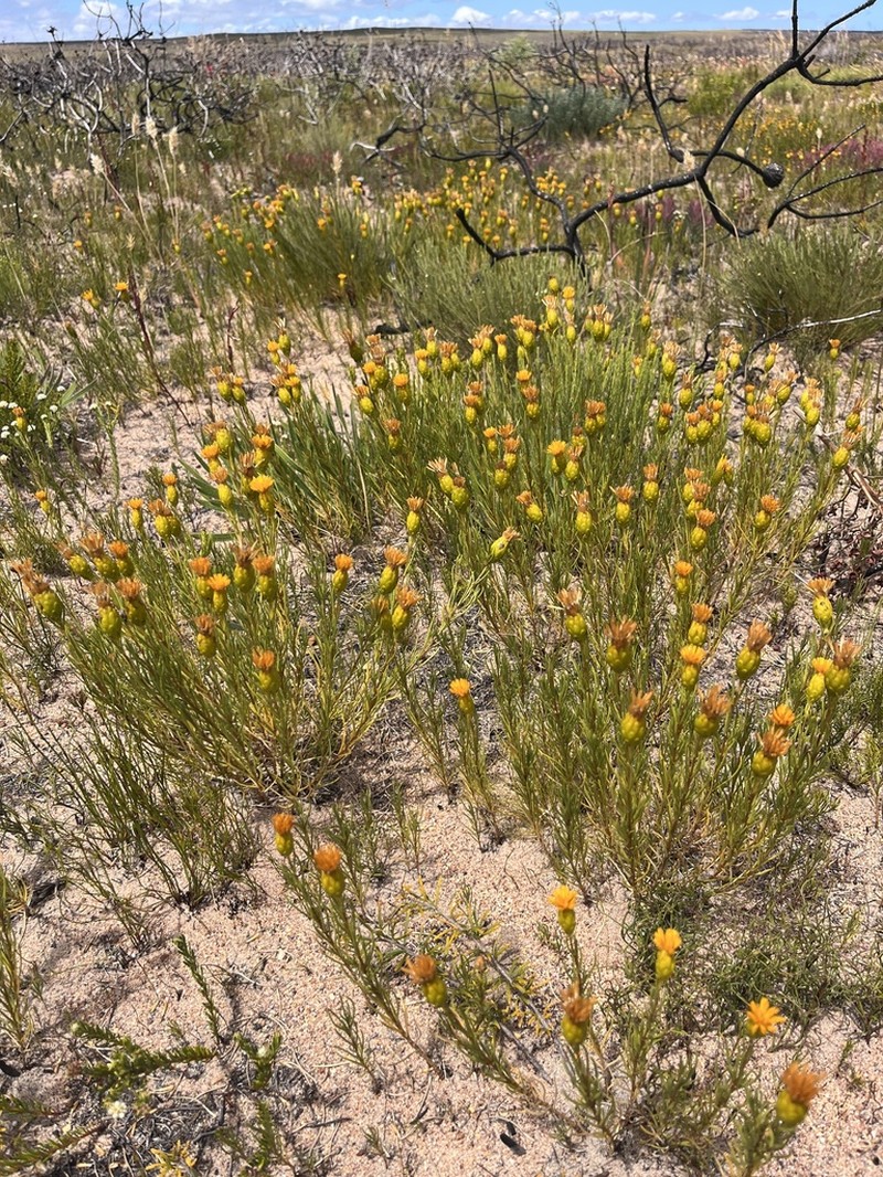 Pteronia tenuifolia photo 4