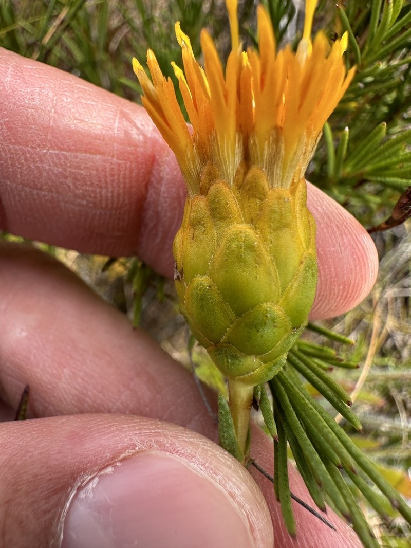 Pteronia tenuifolia photo 5