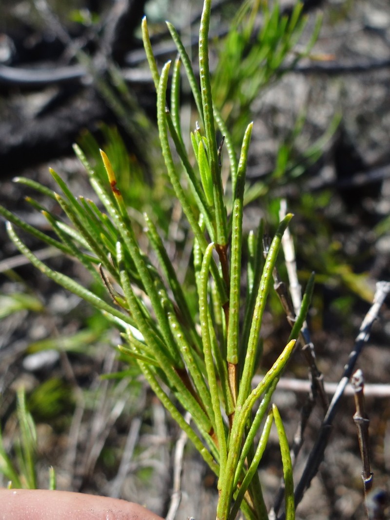 Pteronia tenuifolia photo 6
