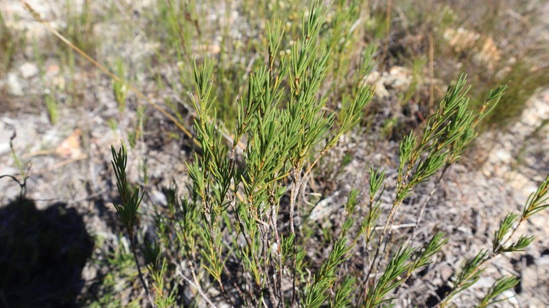 Pteronia tenuifolia photo 7