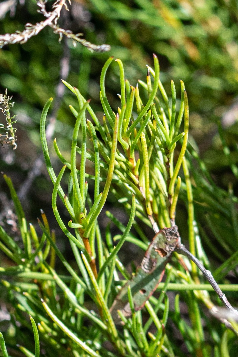 Pteronia tenuifolia photo 8