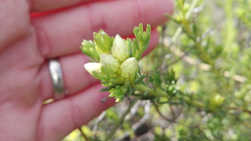 Pteronia teretifolia