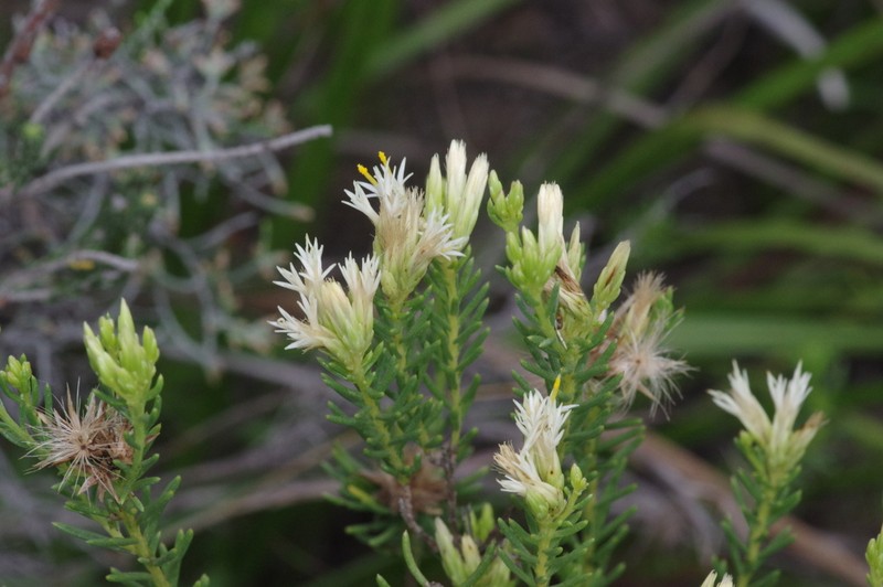 Pteronia teretifolia photo 2