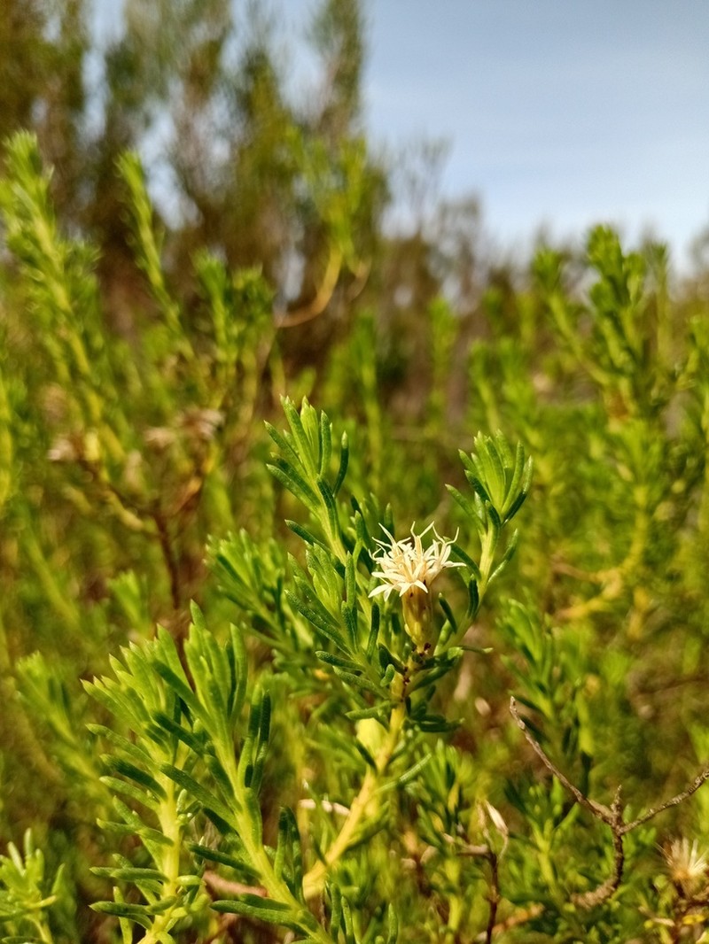 Pteronia teretifolia photo 3