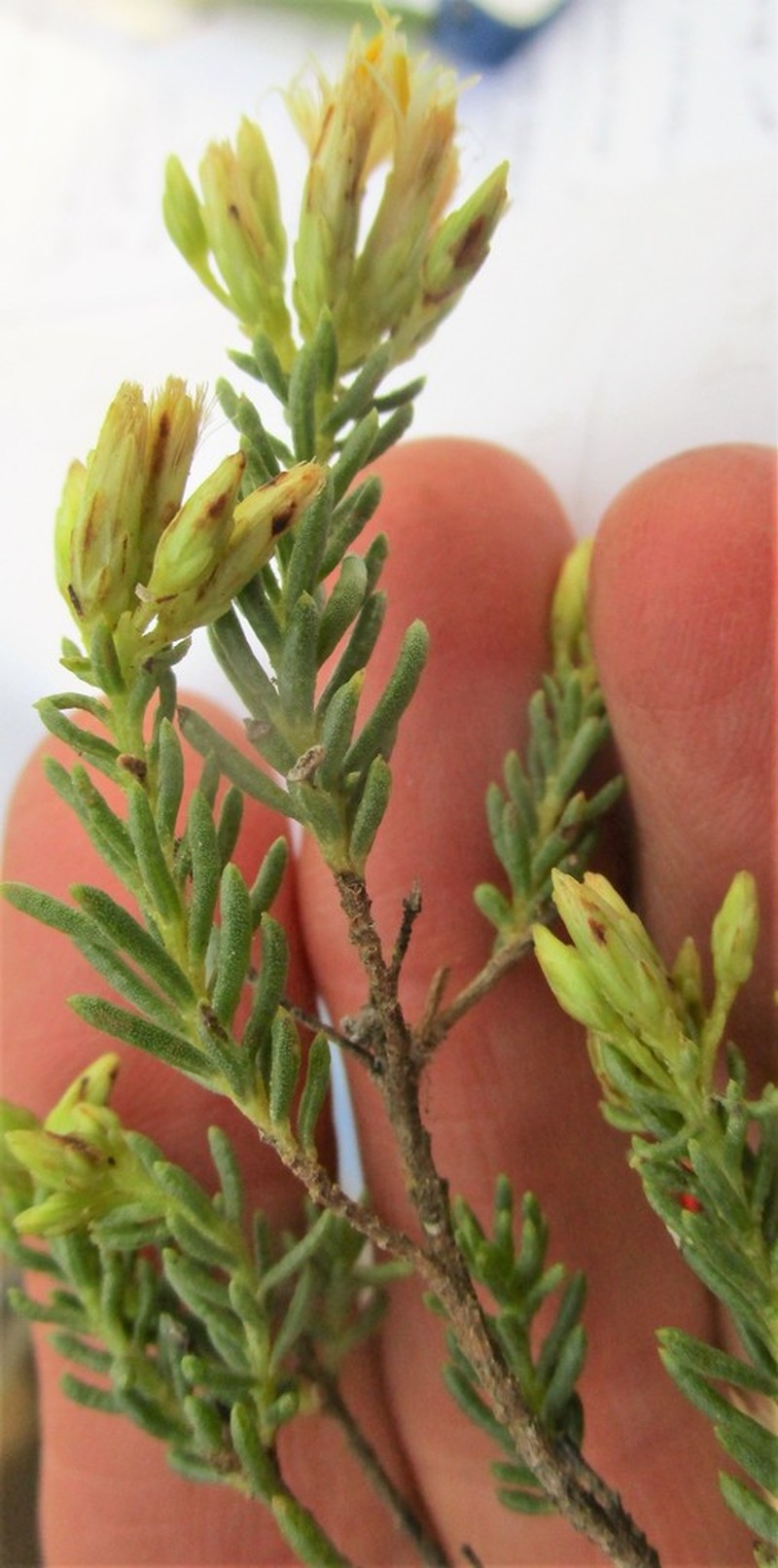 Pteronia teretifolia photo 4
