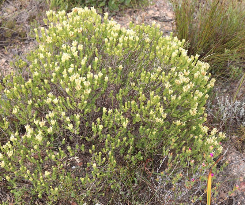 Pteronia teretifolia photo 5