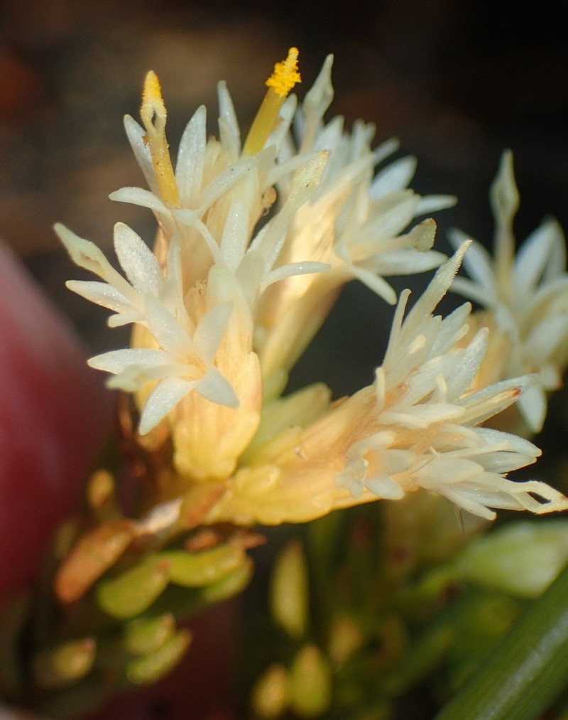 Pteronia teretifolia photo 6