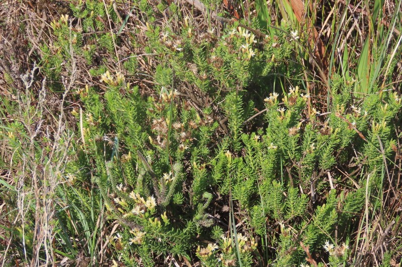 Pteronia teretifolia photo 7
