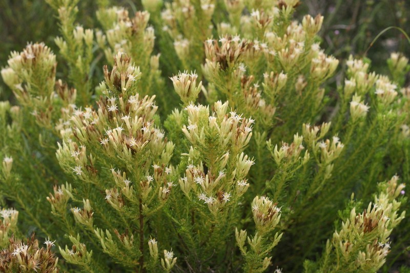 Pteronia teretifolia photo 8