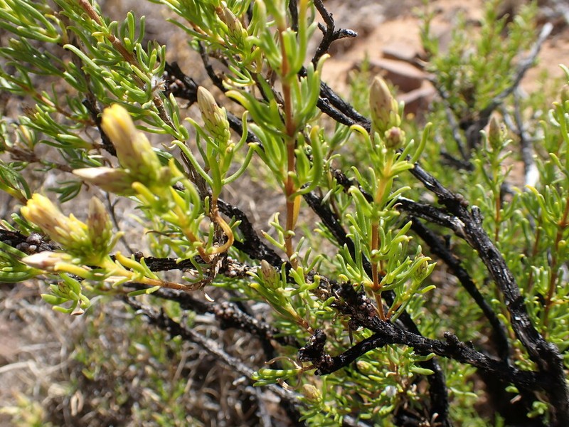 Pteronia tricephala