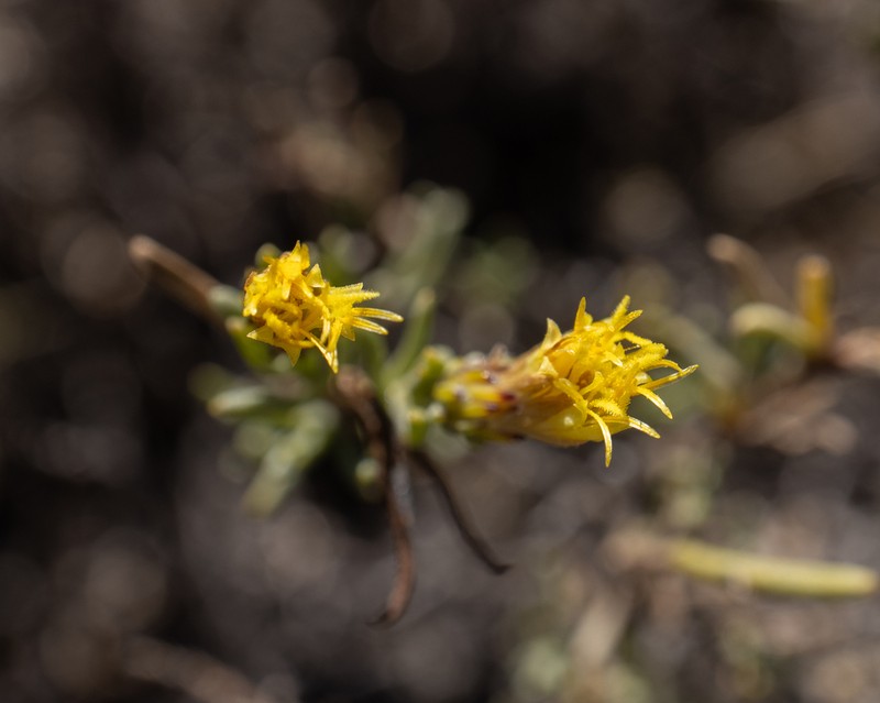 Pteronia tricephala photo 2