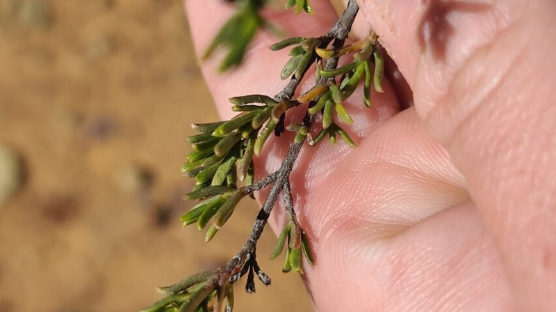 Pteronia tricephala photo 3