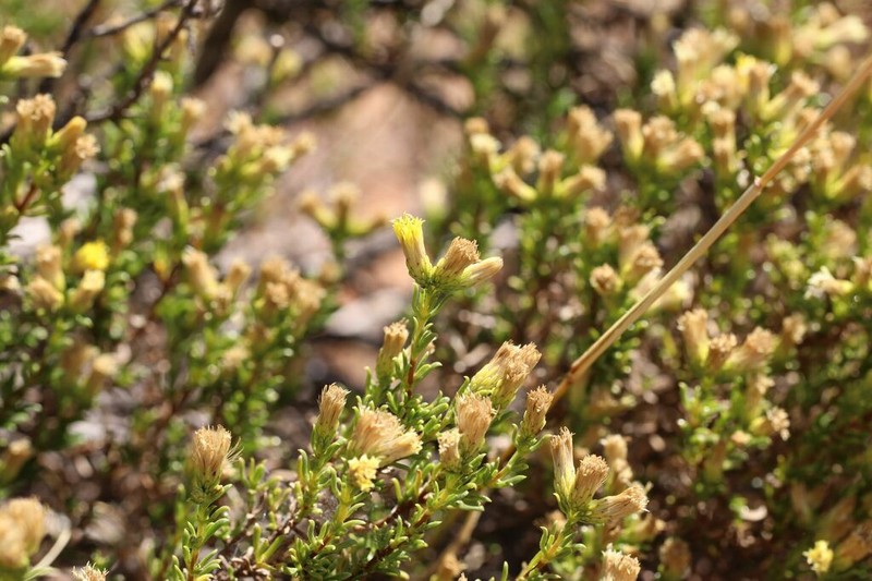 Pteronia tricephala photo 4