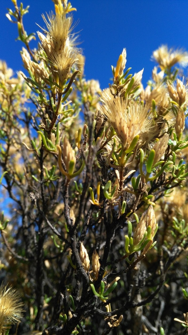 Pteronia tricephala photo 5