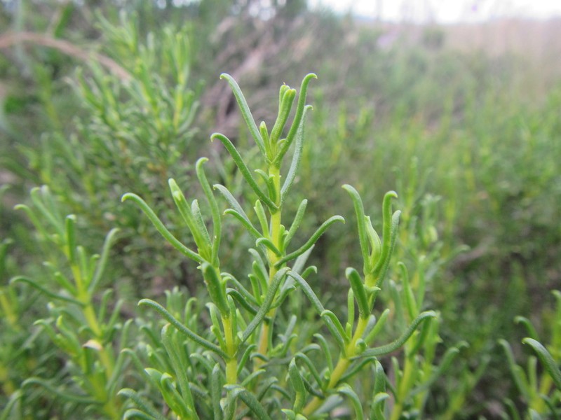 Pteronia tricephala photo 7