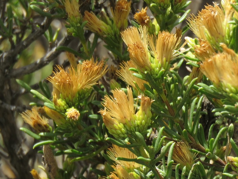 Pteronia tricephala photo 8