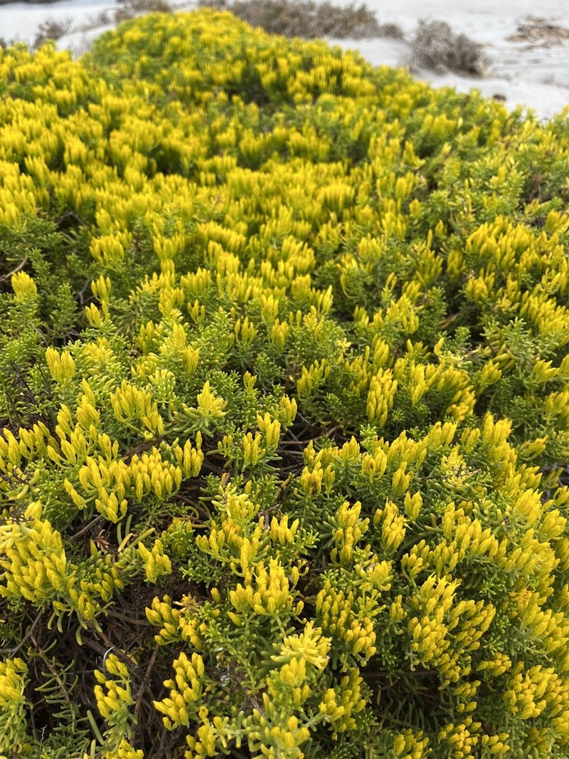 Pteronia uncinata photo 2
