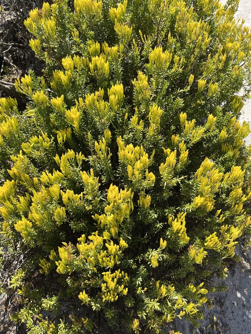 Pteronia uncinata photo 3