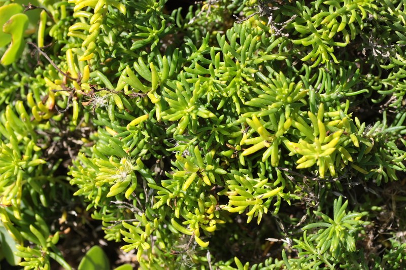 Pteronia uncinata photo 5
