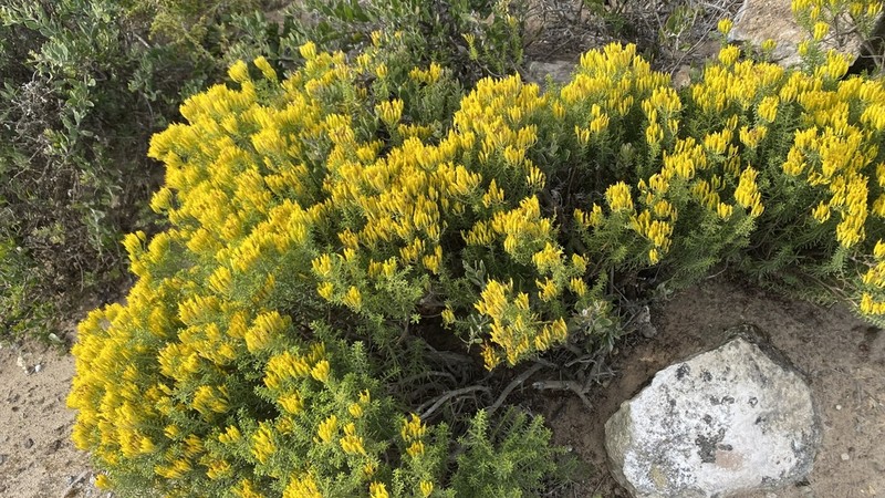 Pteronia uncinata photo 6