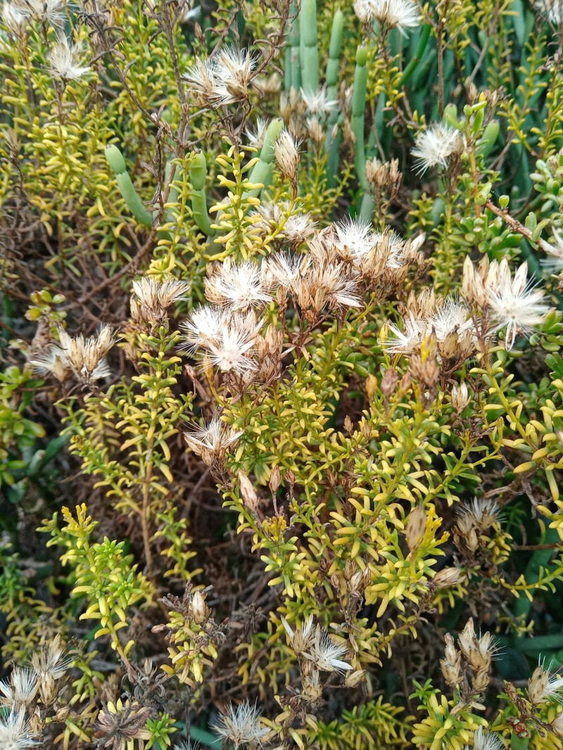 Pteronia uncinata photo 7