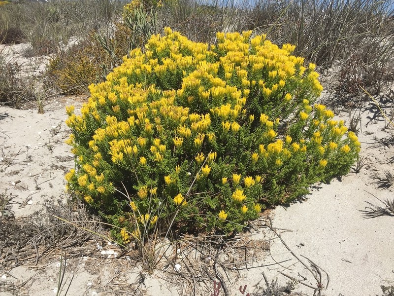 Pteronia uncinata photo 8