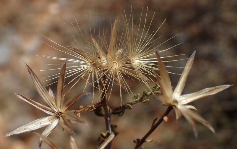 Pteronia undulata
