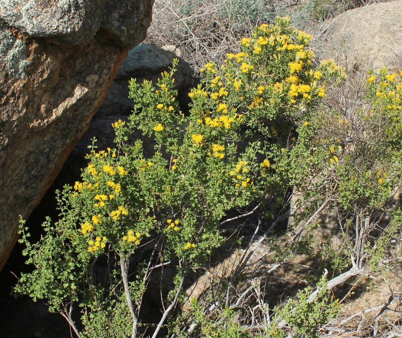 Pteronia undulata photo 2