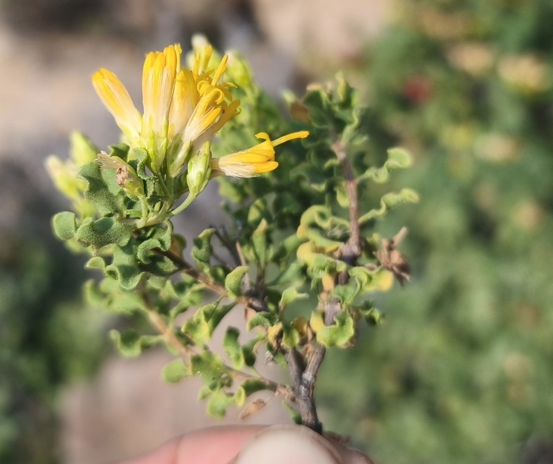 Pteronia undulata photo 3