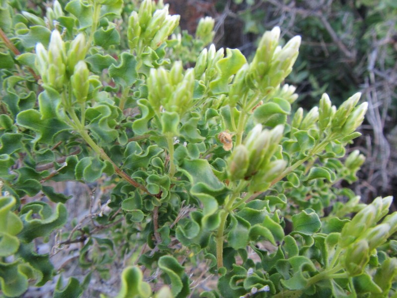 Pteronia undulata photo 4