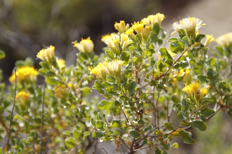 Pteronia undulata photo 5