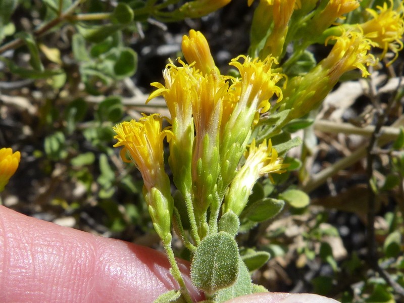 Pteronia undulata photo 6