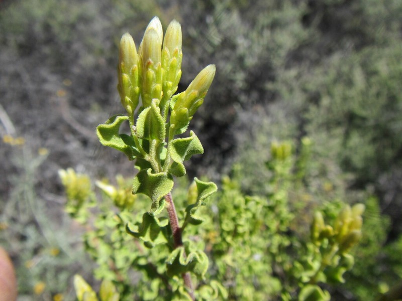 Pteronia undulata photo 7