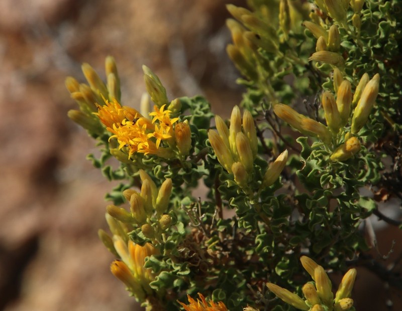 Pteronia undulata photo 8