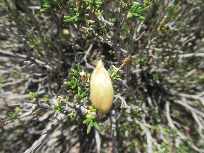 Pteronia unguiculata photo 2