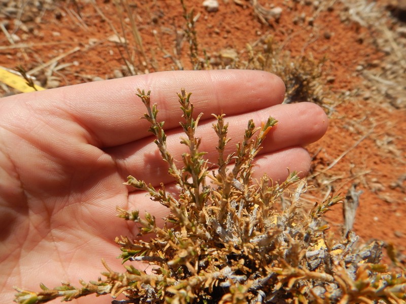 Pteronia unguiculata photo 3
