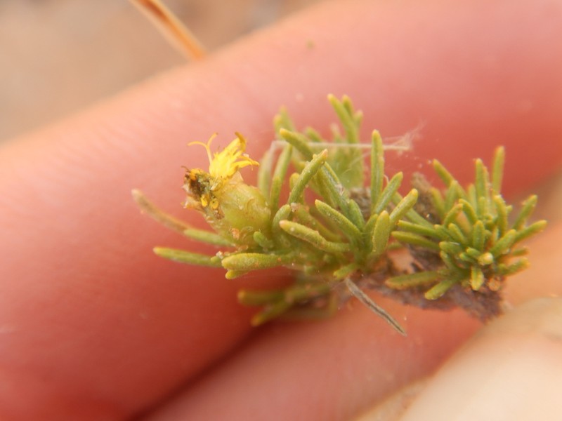 Pteronia unguiculata photo 4