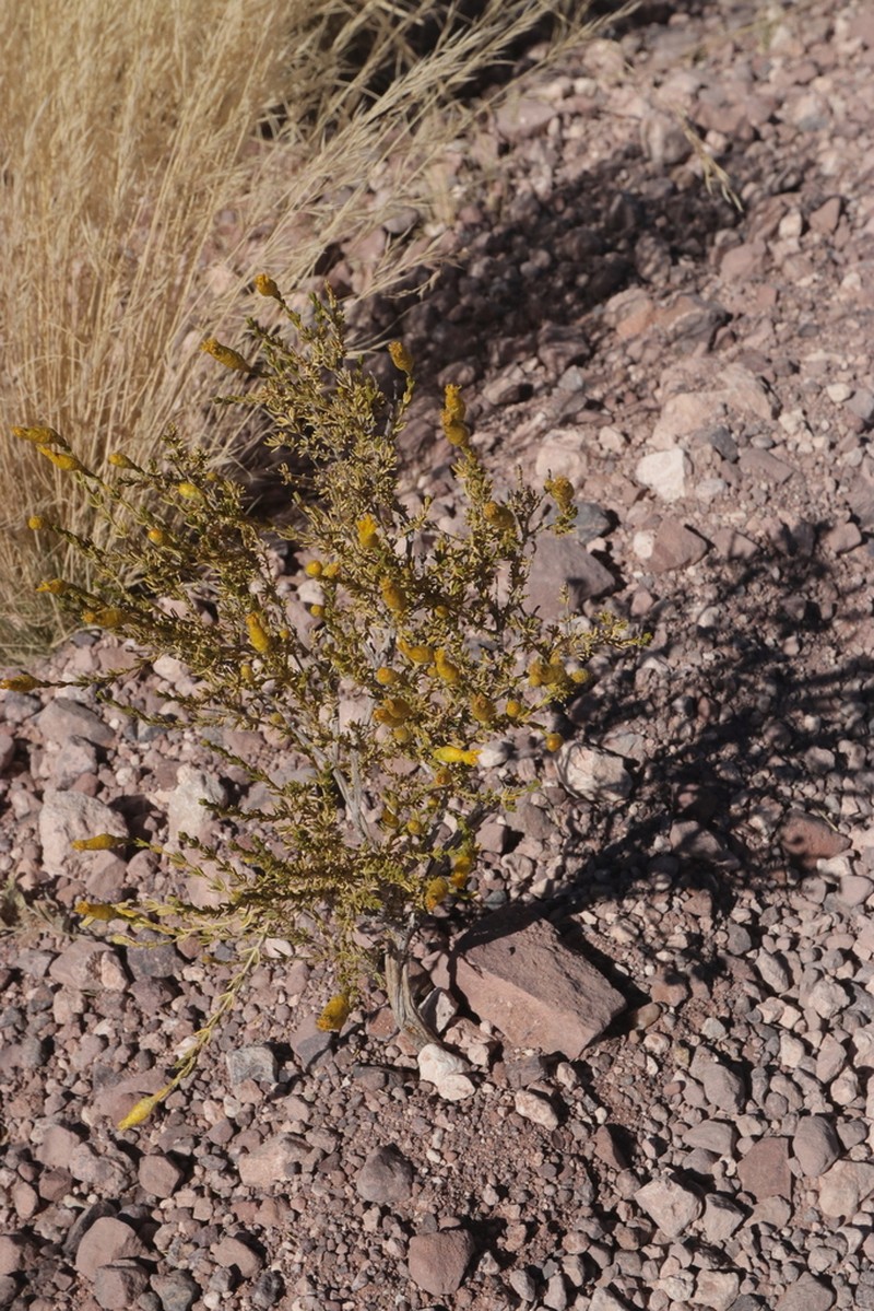 Pteronia unguiculata photo 5
