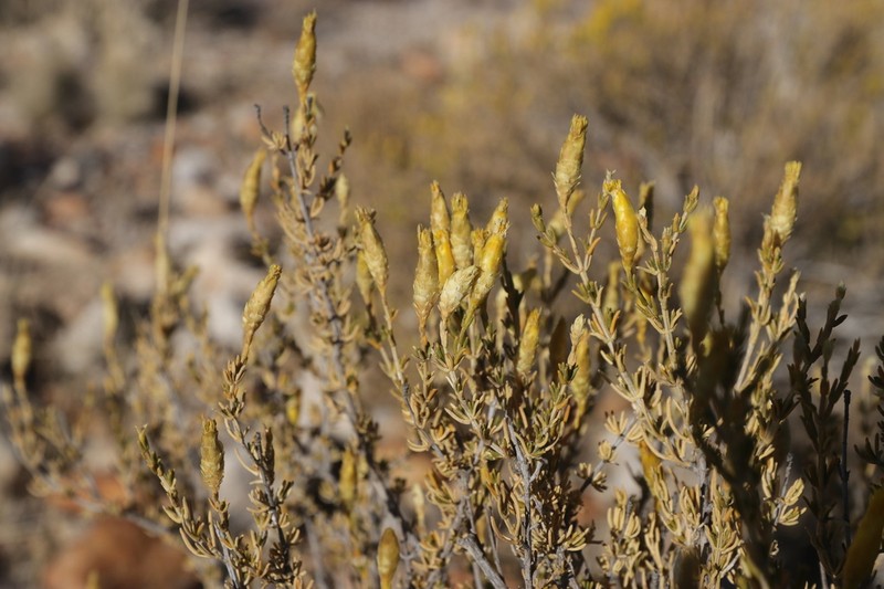 Pteronia unguiculata photo 6