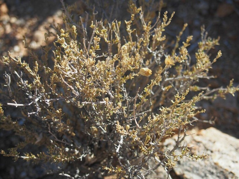 Pteronia unguiculata photo 7
