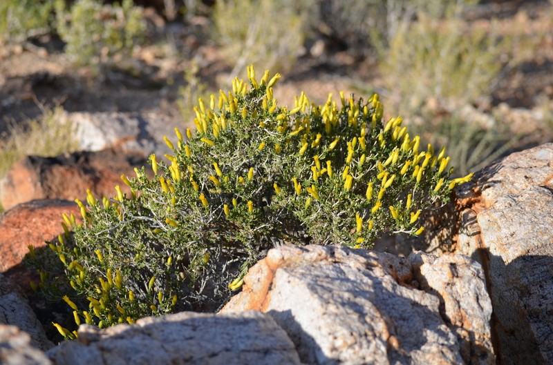 Pteronia unguiculata photo 8