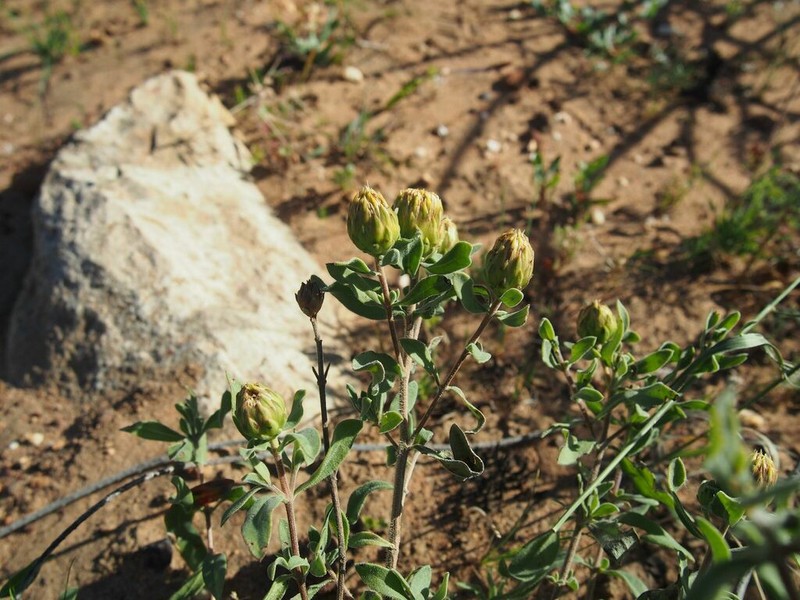 Pteronia utilis photo 2