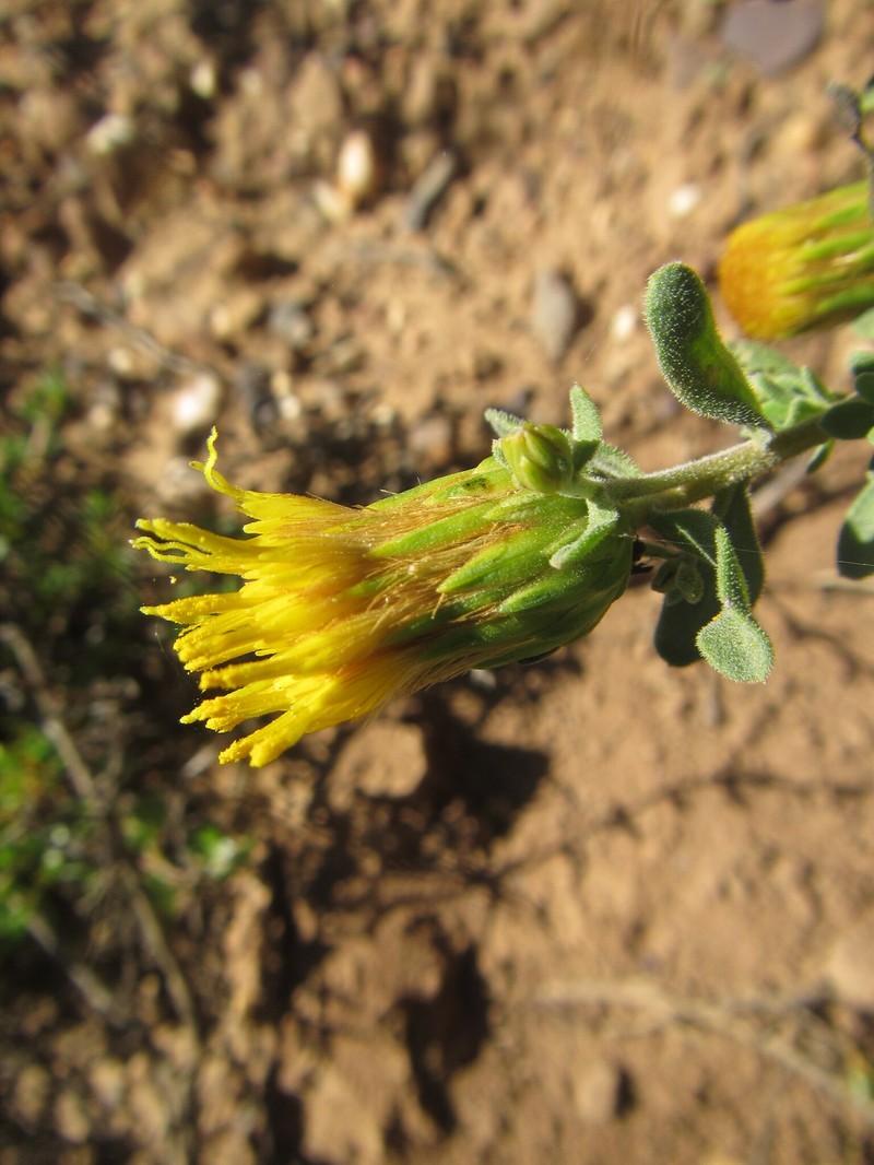 Pteronia utilis photo 4
