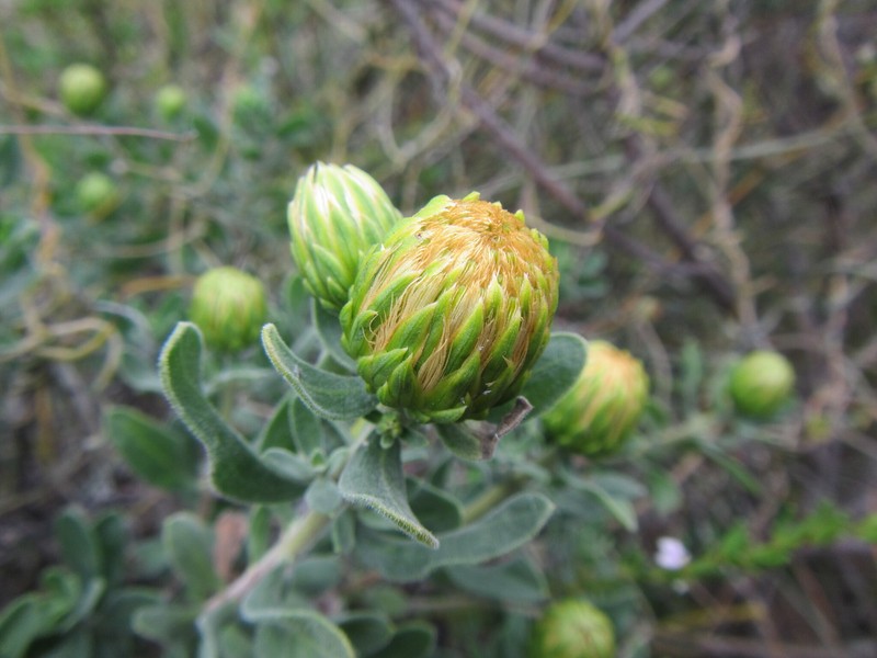 Pteronia utilis photo 5
