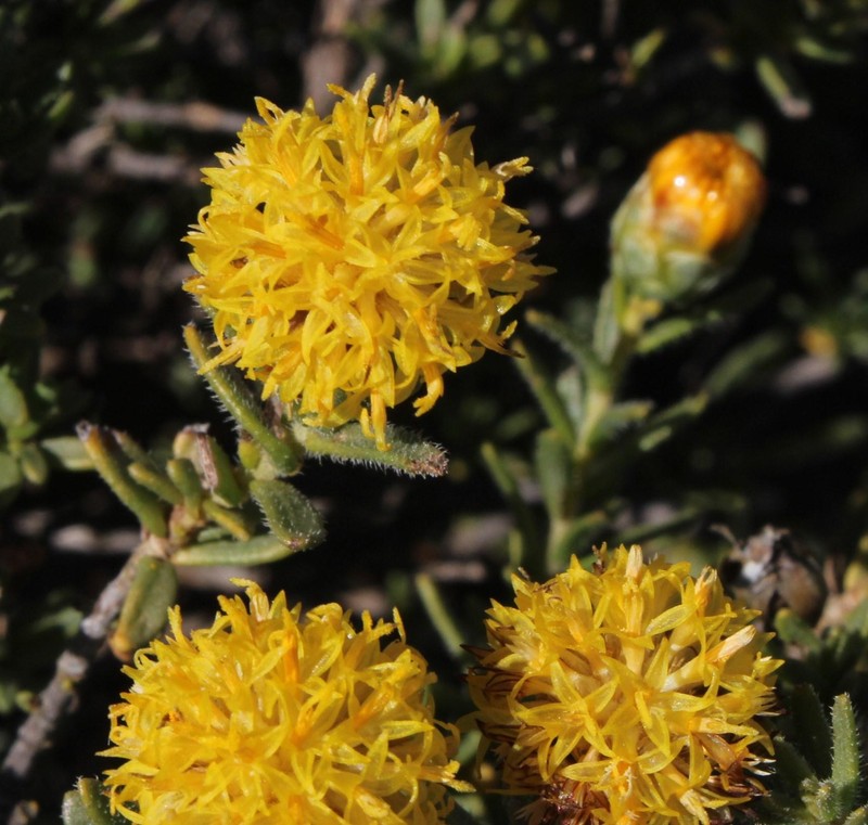 Pteronia villosa